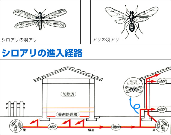 シロアリの進入経路